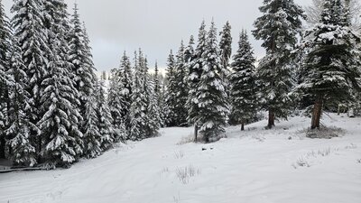 Trees on the way up.